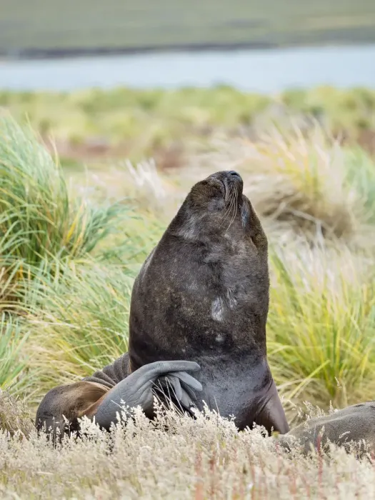 Framed Print : Bull and female Patagonian sea lion in tussock belt, Falkland Islands