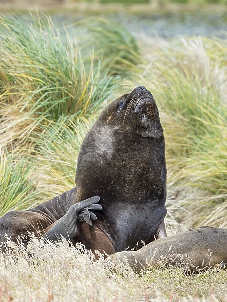 Bull and female South American sea lion in tussock belt, Falkland Islands