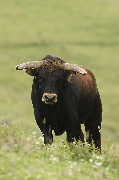 Bull Fighting Bull from Spanish Stock, base of Chimborazo Volcano, Andes, Ecuador