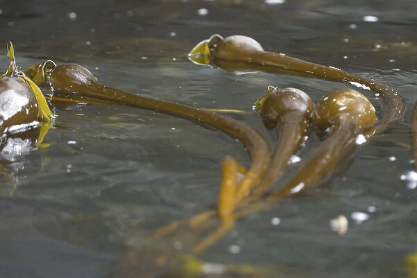 Bull Kelp, Broken Island Group, Pacific Rim National Park Preserve, British Columbia