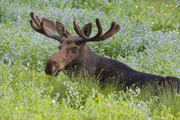 Bull moose (Alces alces) resting in wildflowers, Little Cottonwood Canyon, near Alta
