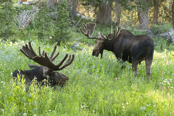 Two bull moose (Alces alces) in wildflowers, Little Cottonwood Canyon, Wasatch-Cache
