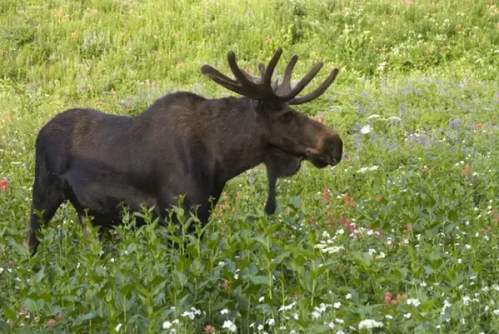 Framed Print : Bull moose (Alces alces) in wildflowers, Little Cottonwood Canyon, Wasatch-Cache National Forest Framed Print : Bull moose (Alces alces) in wildflowers, Little Cottonwood Canyon, Wasatch-Cache National Forest