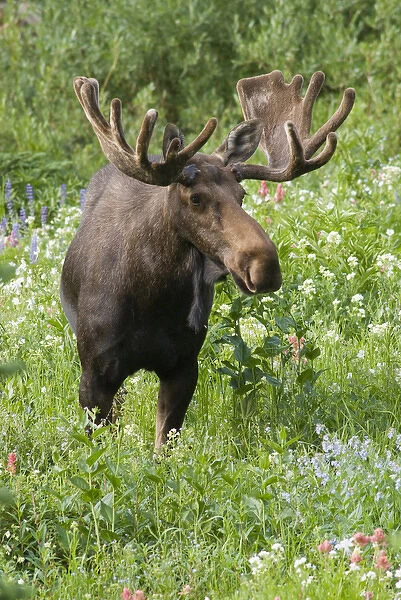 Bull moose (Alces alces) in wildflowers, Little Cottonwood Canyon, Wasatch-Cache National Forest