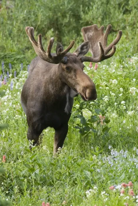 Framed Print : Bull moose (Alces alces) in wildflowers, Little Cottonwood Canyon, Wasatch-Cache National Forest