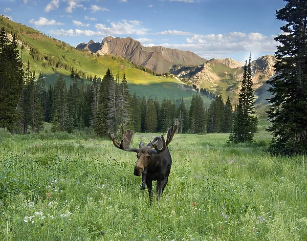 Bull moose (Alces alces) in wildflowers, Little Cottonwood Canyon, Alta Ski Resort