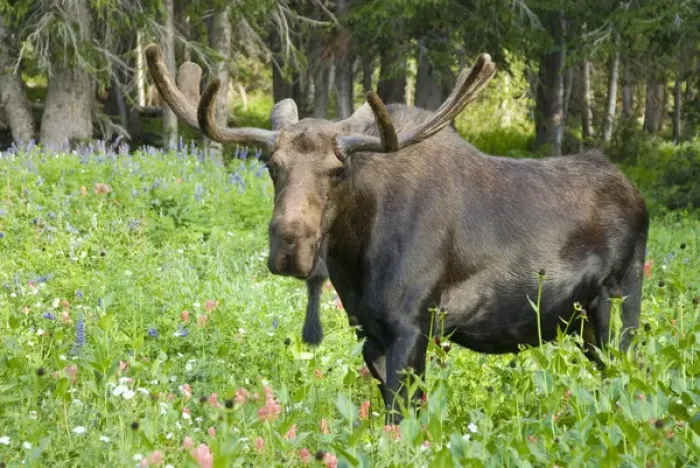 Framed Print : Bull moose (Alces alces) in wildflowers, Little Cottonwood Canyon, Alta Ski Resort