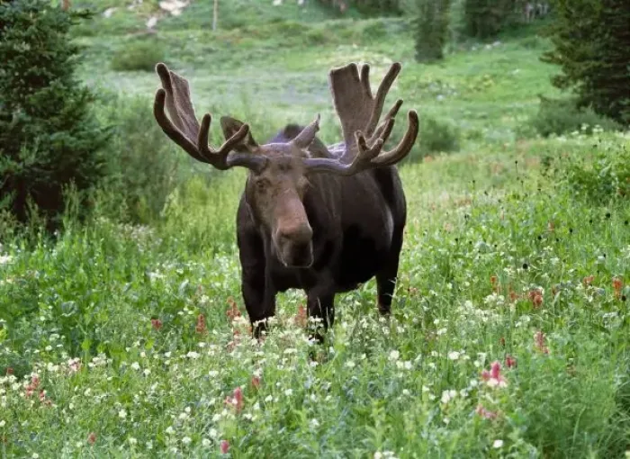 Framed Print : Bull moose (Alces alces) in wildflowers, Little Cottonwood Canyon, Wasatch-Cache National Forest Framed Print : Bull moose (Alces alces) in wildflowers, Little Cottonwood Canyon, Wasatch-Cache National Forest