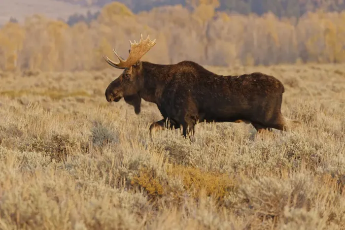 Framed Print : Bull moose in autumn, Grand Teton National Park, Wyoming