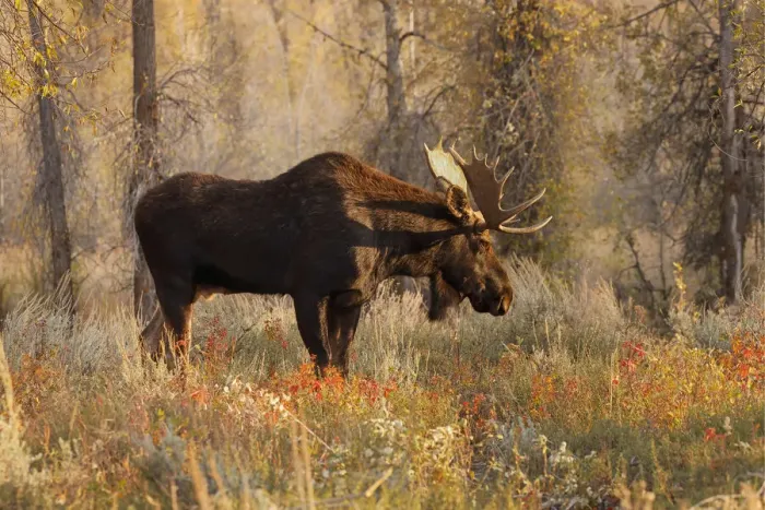 Framed Print : Bull moose in autumn, Grand Teton National Park, Wyoming Framed Print : Bull moose in autumn, Grand Teton National Park, Wyoming