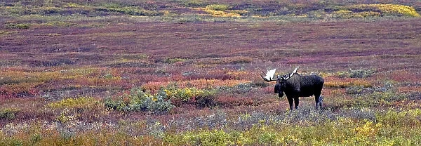Bull Moose browses the tundra in early morning, Denali National Park