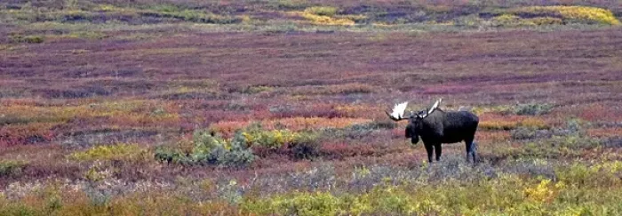 Framed Print : Bull Moose browses the tundra in early morning, Denali National Park Framed Print : Bull Moose browses the tundra in early morning, Denali National Park