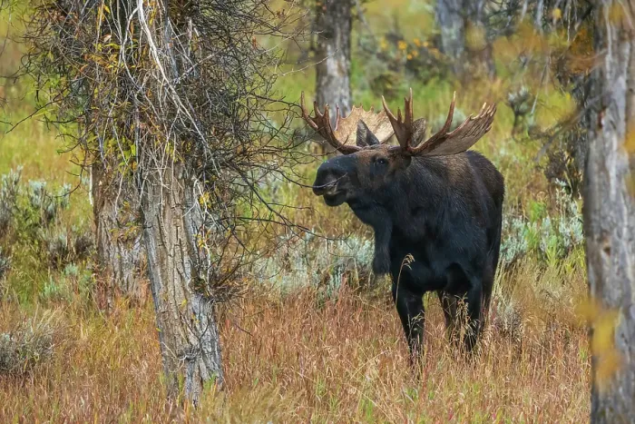 Framed Print : Bull moose catches a scent in the air Framed Print : Bull moose catches a scent in the air
