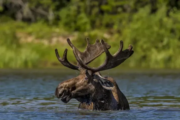 Framed Print : Bull moose feeding in backcountry lake in Glacier National Park, Montana, USA