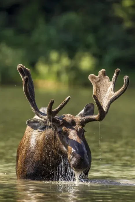 Framed Print : Bull moose feeding in backcountry lake in Glacier National Park, Montana, USA