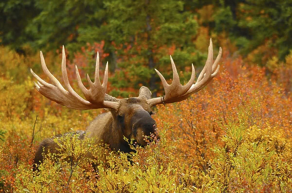Bull Moose Feeding, Denali National Park, Alaska, USA