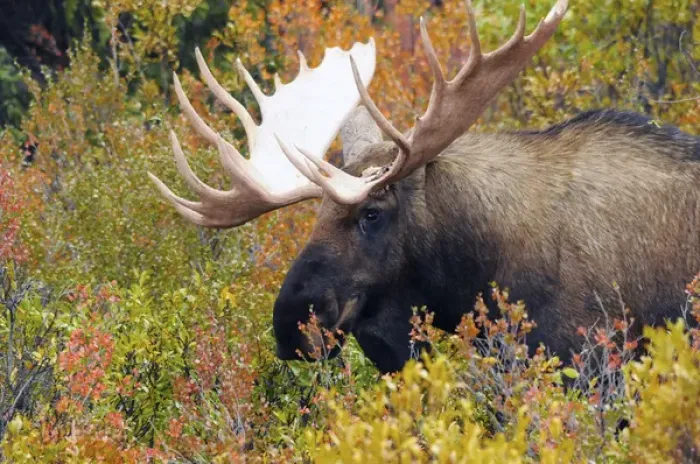 Framed Print : Bull Moose; Feeding; Denali National Park; Alaska; USA Framed Print : Bull Moose; Feeding; Denali National Park; Alaska; USA