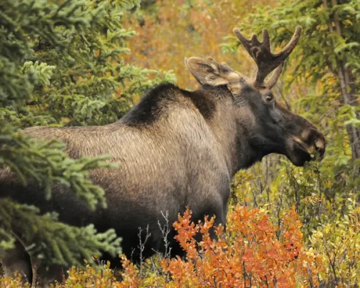 Framed Print : Bull Moose; Feeding; Denali National Park; Alaska; USA