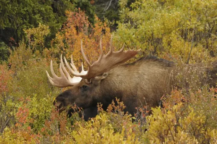 Framed Print : Bull Moose; Feeding; Denali National Park; Alaska; USA Framed Print : Bull Moose; Feeding; Denali National Park; Alaska; USA