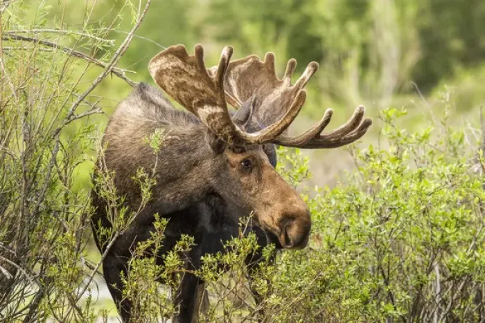 Framed Print : Bull Moose foraging in Grand Teton National Park, Wyoming, USA