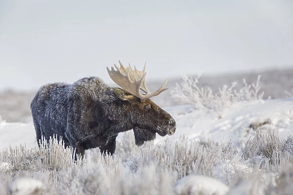 Bull moose on frosty cold morning in meadow, Grand Teton National Park, Wyoming