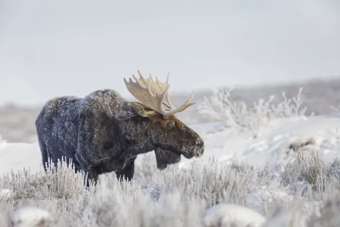 Framed Print : Bull moose on frosty cold morning in meadow, Grand Teton National Park, Wyoming Framed Print : Bull moose on frosty cold morning in meadow, Grand Teton National Park, Wyoming