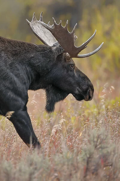 Bull moose, Grand Teton National Park, Wyoming