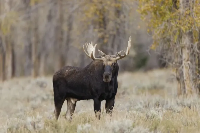 Framed Print : Bull moose, Grand Teton National Park, Wyoming Framed Print : Bull moose, Grand Teton National Park, Wyoming