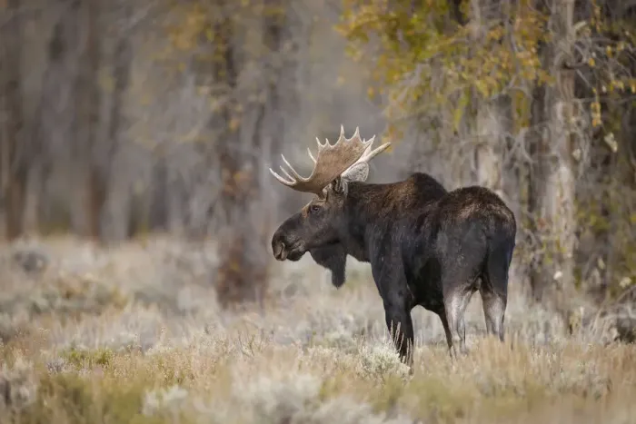 Framed Print : Bull moose, Grand Teton National Park, Wyoming Framed Print : Bull moose, Grand Teton National Park, Wyoming