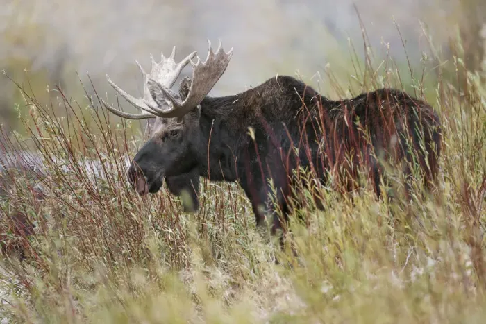 Framed Print : Bull moose, Grand Teton National Park, Wyoming