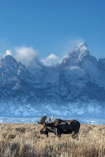 Bull moose portrait with Grand Teton Mountain and National Park in background, Wyoming