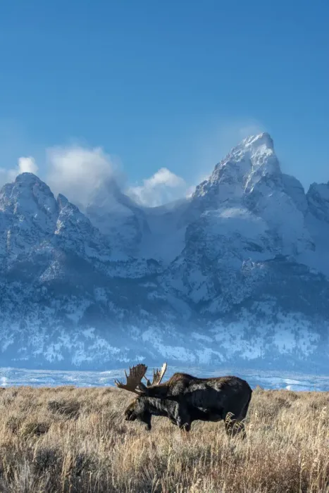 Framed Print : Bull moose portrait with Grand Teton Mountain and National Park in background, Wyoming