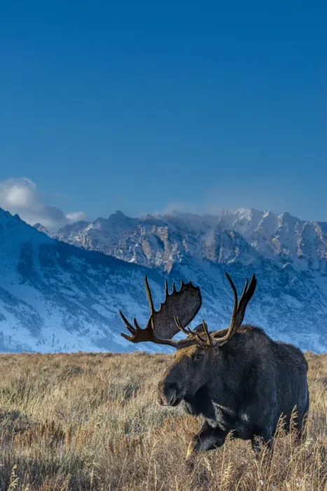 Framed Print : Bull moose portrait with Grand Teton National Park in background, Wyoming