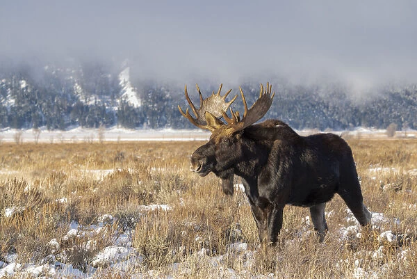 Bull moose portrait with snowy Grand Teton National Park in background, Wyoming