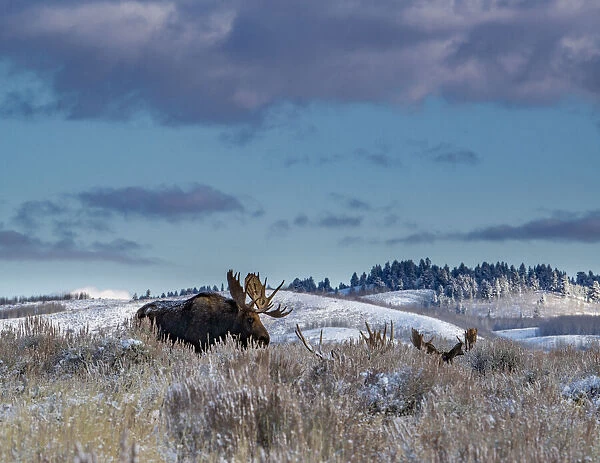 Bull moose providing lookout for the group, Grand Teton National Park, Wyoming