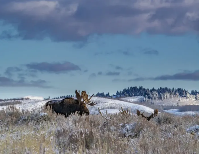 Framed Print : Bull moose providing lookout for the group, Grand Teton National Park, Wyoming Framed Print : Bull moose providing lookout for the group, Grand Teton National Park, Wyoming