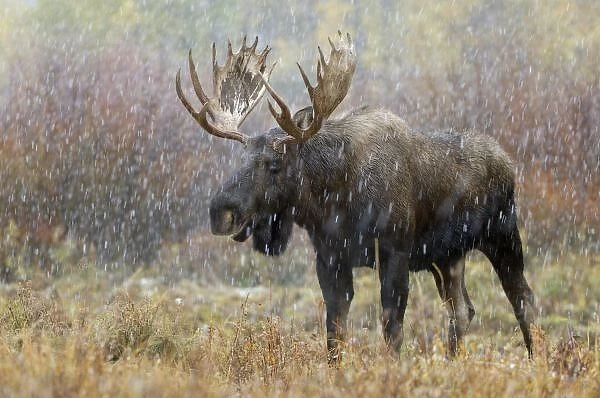Bull moose in snowstorm