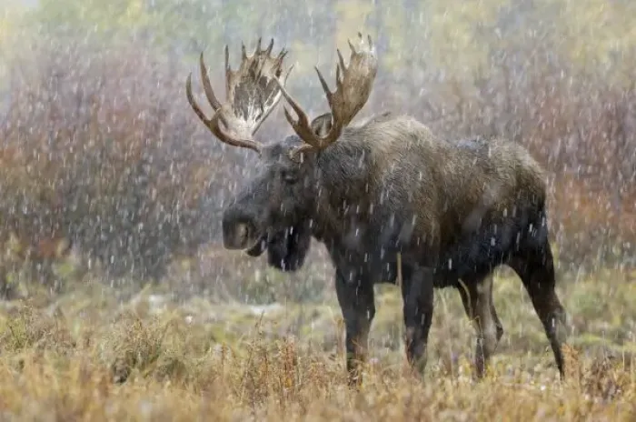 Framed Print : Bull moose in snowstorm Framed Print : Bull moose in snowstorm
