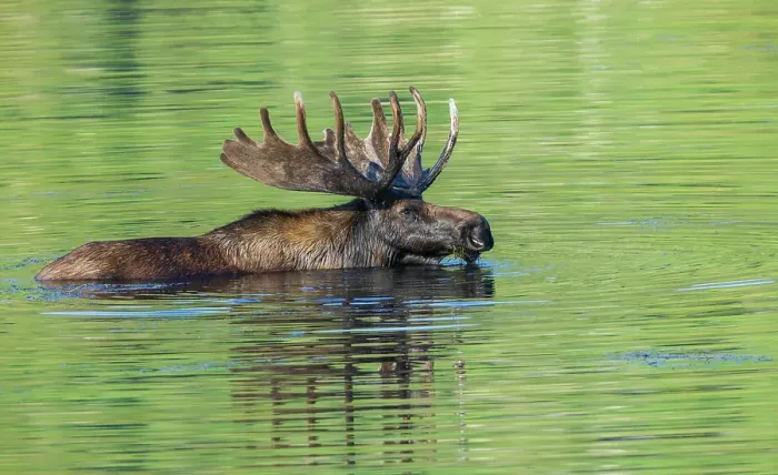 Framed Print : Bull moose takes advantage of a small pond to cool off and graze a bit in the Rocky Mountains of Colorado Framed Print : Bull moose takes advantage of a small pond to cool off and graze a bit in the Rocky Mountains of Colorado