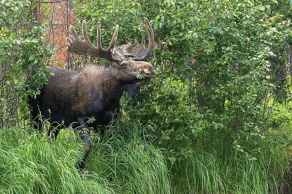 Bull moose, velvet antlers