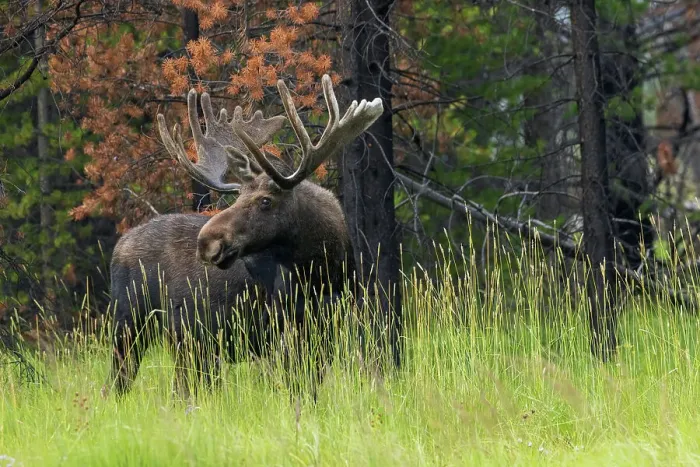 Framed Print : Bull moose, velvet antlers Framed Print : Bull moose, velvet antlers