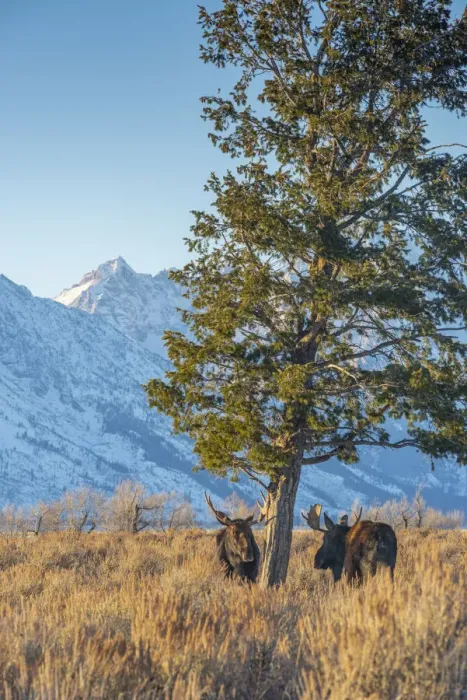 Framed Print : Bull moose vie for dominance at evergreen tree Grand Teton, National Park, Wyoming Framed Print : Bull moose vie for dominance at evergreen tree Grand Teton, National Park, Wyoming