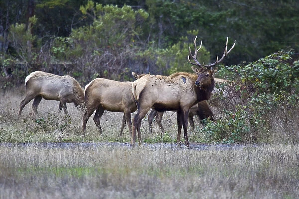 A bull Roosevelt Elk guards his herd in Northern California