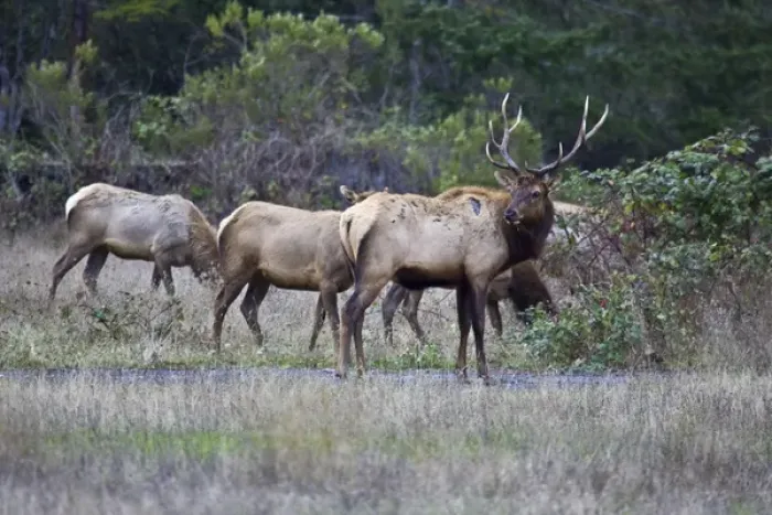 Framed Print : A bull Roosevelt Elk guards his herd in Northern California Framed Print : A bull Roosevelt Elk guards his herd in Northern California