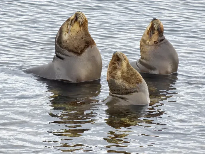 Framed Print : Bull of South American Sea Lion on Bleaker Island. South America, Falkland Islands