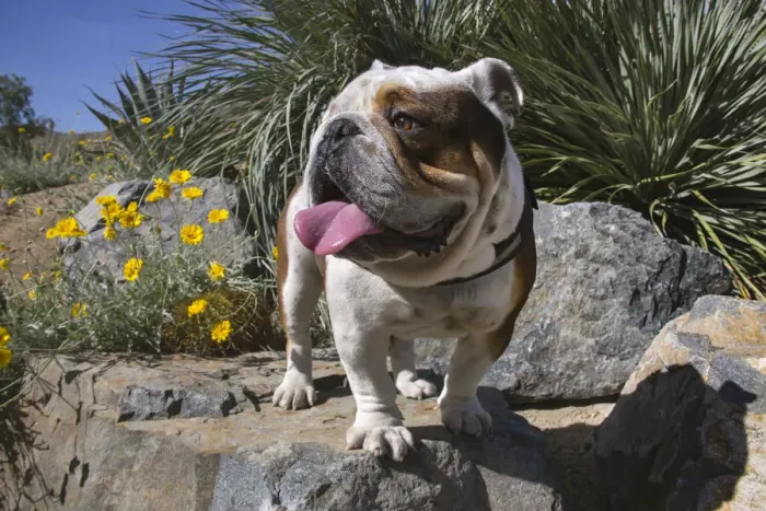 Framed Print : Bulldog in a desert garden