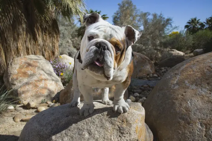 Framed Print : Bulldog in a desert garden Framed Print : Bulldog in a desert garden