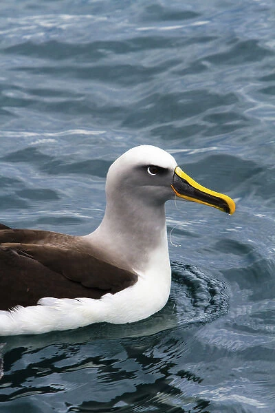 A Bullers albatross (Thalassarche bulleri) with fishing line caught in its beak