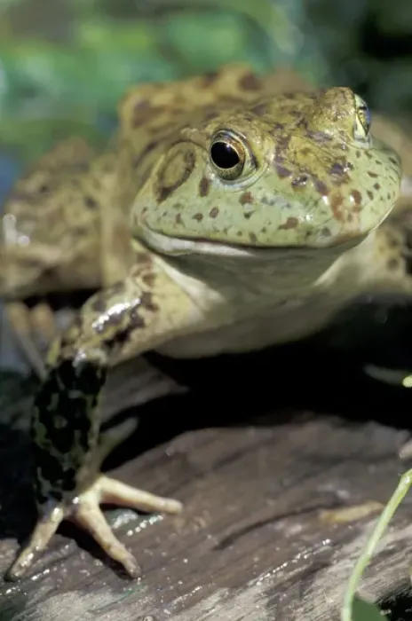Framed Print : Bullfrog Framed Print : Bullfrog