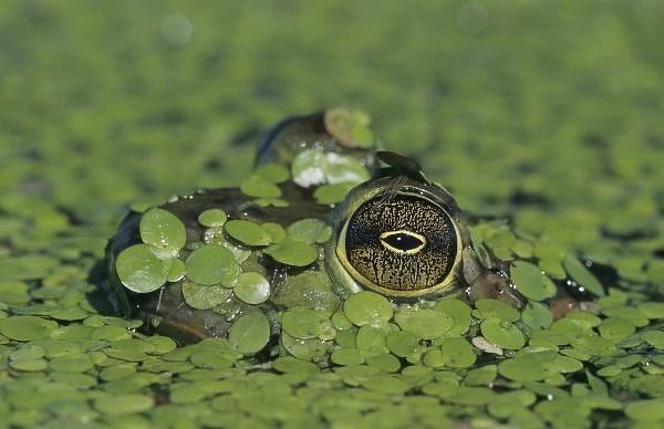 Bullfrog, Rana catesbeiana, adult in duckweed camouflaged, Welder Wildlife Refuge